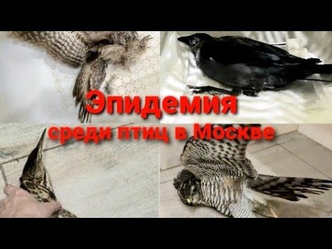 Видео: В Москве массово умирают вороны, совы, ястребы. Эпидемия среди птиц: вирус Лихорадки Западного Нила.