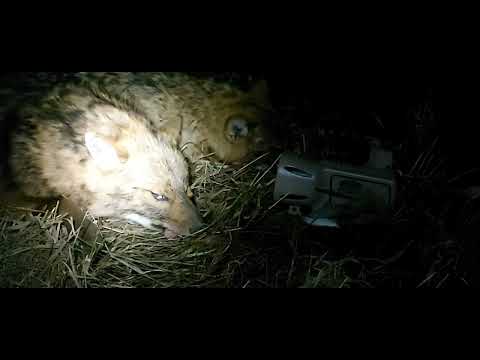 Видео: Взял пару!💪охота на шакала с манком Lucky Duck Rebel от WHT.RU!