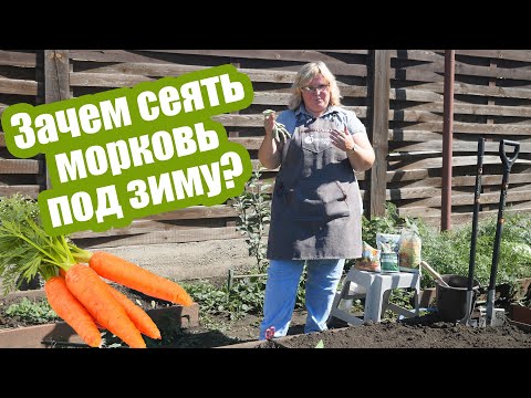 Видео: Морковь под зиму: все плюсы, минусы и особенности посева!