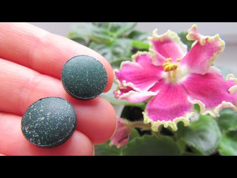 Видео: Уникальная Подкормка Для Активного Роста ФИАЛКИ, ГЕРАНИ И Др. Цветов