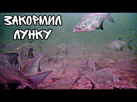 Видео: Закормил лунку. Ресторан для рыбы.