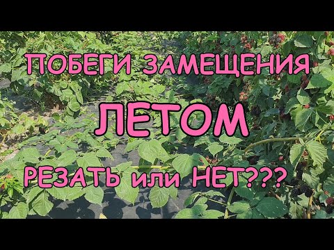 Видео: Стоит ли резать побеги замещения у ежевики летом???