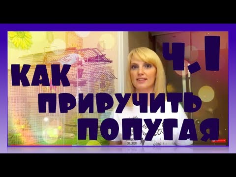 Видео: Как приручить попугая? 1 часть