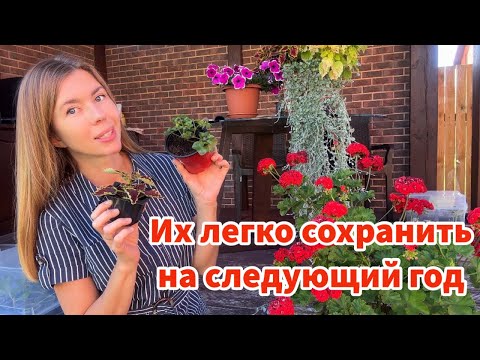 Видео: Эти цветы легко сохранить на следующий сезон. Черенкуем, укореняем, сохраняем растения в вазонах