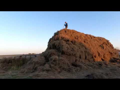 Видео: Телята кричат, сено заскирдовали, прицепное на скотовозке подломилось.