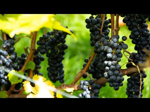 Видео: Гибридные сорта винограда. Что это за "звери"?