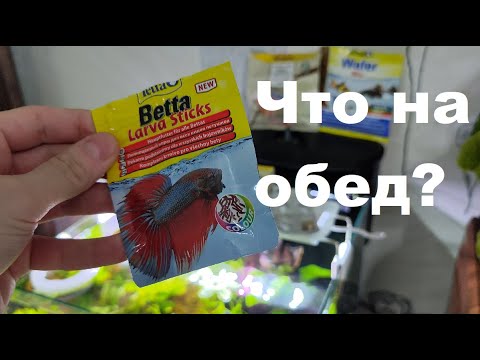 Видео: Чем кормить аквариумных рыб? Аквариум Куб