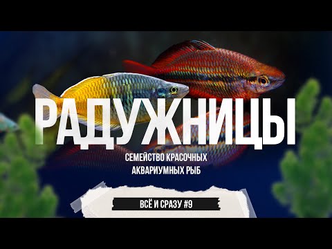 Видео: Радужницы - семейство красочных аквариумных рыб