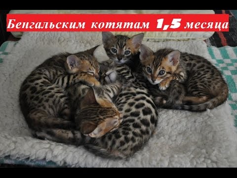 Видео: Бенгальским котятам 1,5 месяца. Первый прикорм.