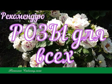 Видео: Розы для любого сада