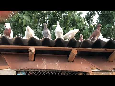 Видео: Когучкон 8-9 оюну бар “жерде ойнойт”