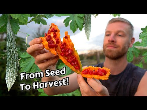 Видео: Полное представление о горькой дыне! Выращивание, сбор и дегустация в моём саду