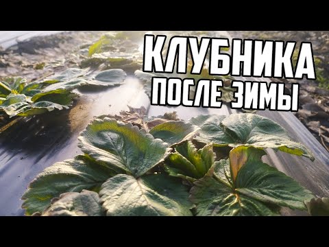 Видео: 🍓 Клубника после зимы открытие и осмотр