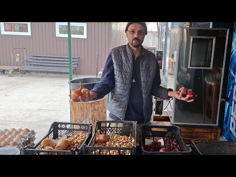Видео: Сади 1 кг цибулі🧅збирай 40кг🧅рахуємо‼️Які сорти 🧅цибулі садимо❓️Супер🧅🧅🧅Радар Трой та Робін🔥