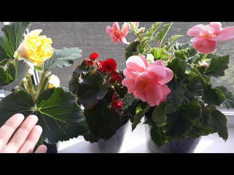 Видео: УХОД ЗА БЕГОНИЕЙ ОСЕНЬЮ 🌺