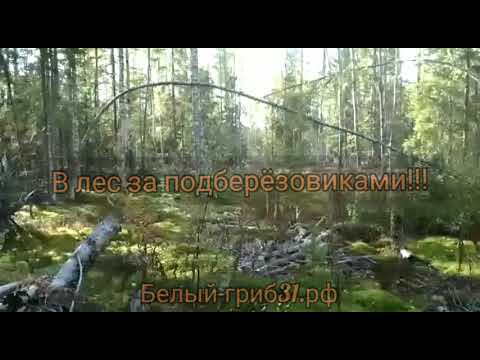 Видео: Сбор грибов. Подосиновики в 2021г. Р.Коми.