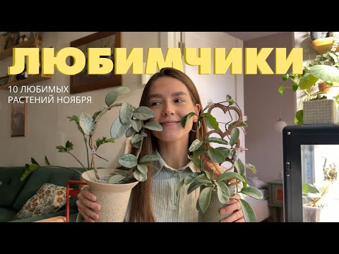 Видео: 10 ЛЮБИМЫХ растений Ноября