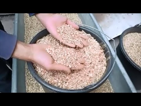 Видео: Чем я кормлю голубей? Рубрика Ответы на Ваши Вопросы в Комментариях Возвращается!Николаевские голуби