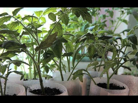 Видео: Улучшенный Способ Пикировки Рассады.