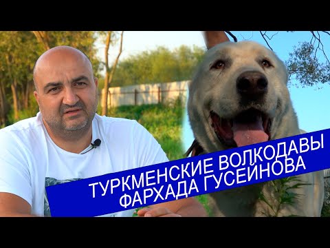 Видео: Туркменские волкодавы Фархада Гусейнова