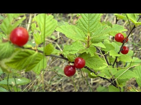 Видео: Подножный корм растительного происхождения