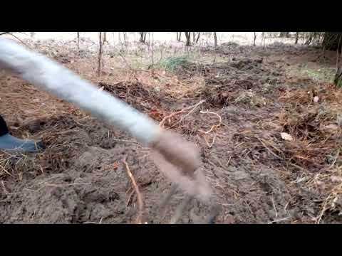 Видео: Копание корней сосны для корзин