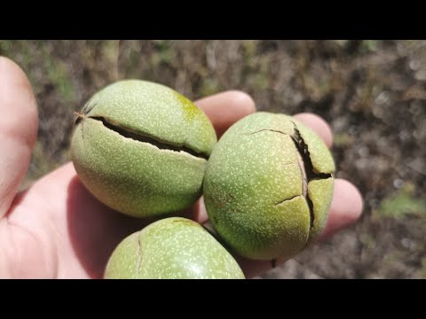 Видео: Судьба Песчанского в моему саду.