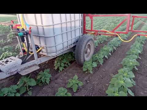 Видео: Листовая подкормка подсолнуха 2 июня.