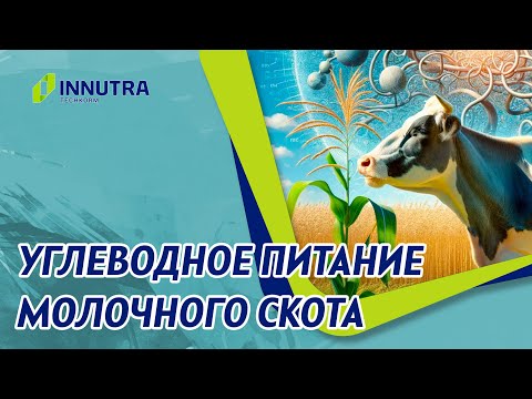 Видео: Углеводное питание молочного скота
