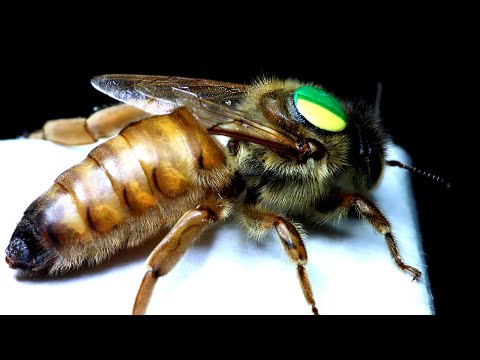 Видео: Тайна пчелы Buckfast