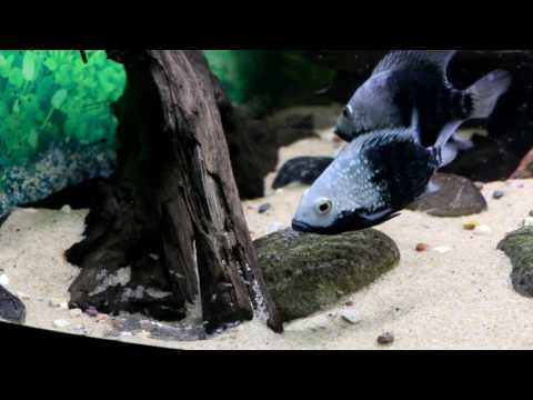 Видео: БРИЛЛИАНТОВЫЕ ЦИХЛАЗОМЫ НЕРЕСТ