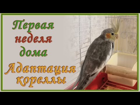 Видео: Корелла первые дни дома. Адаптация. Как приручить кореллу.