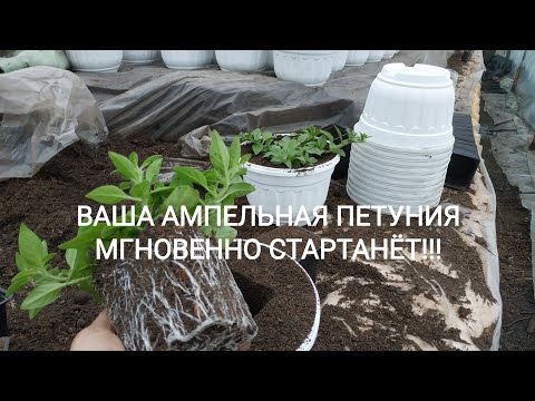 Видео: АМПЕЛЬНАЯ ПЕТУНИЯ ВАС ПОРАДУЕТ,ЕСЛИ ВЫ ПРАВИЛЬНО СДЕЛАЕТЕ ПЕРЕВАЛКУ! ПОСМОТРИТЕ!!!