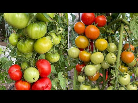 Видео: УРОЖАЙНЫЕ 6 сортов ТОМАТОВ! Не болеют, очень вкусные! Обзор сортов