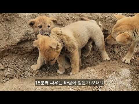 Видео: Жестокая борьба за иерархию у собак. Собаки породы Джиндо становятся очень дружелюбными после тог...