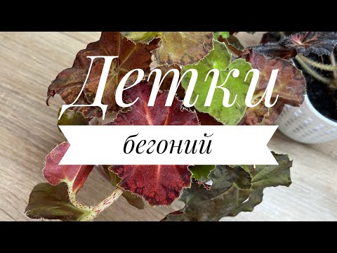 Видео: 11 октября 2025 г.
