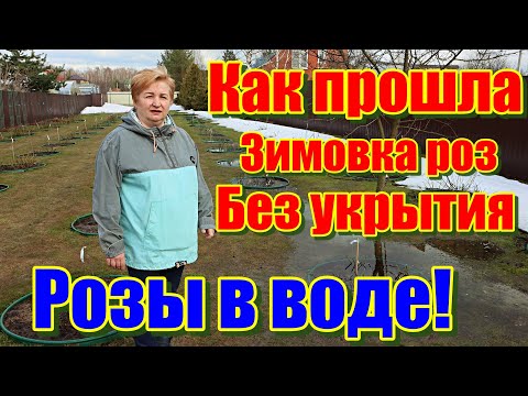 Видео: Как прошла зимовка роз, без укрытия в Московской области.