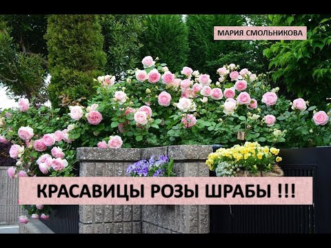 Видео: Красавицы розы - Шрабы !!!