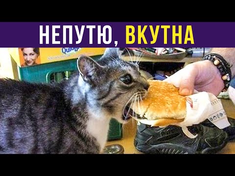 Видео: Приколы с котами. НЕПУТЮ, ВКУТНА | Мемозг #300