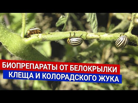 Видео: БИОпрепараты от белокрылки,  клеща и колорадского жука