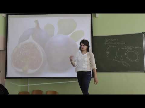 Видео: Морфология растений. Лекция 2. Платонова А. Г. edit