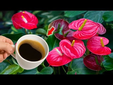 Видео: Вылейте 1 стакан на корень! Слабый антуриум сразу же вырастет 1001 корней и цветочных веток!