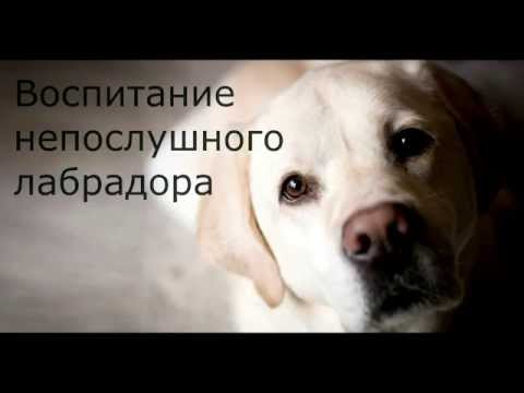 Видео: [ВИДЕОКУРС] Bоспитание непослушного лабрадора