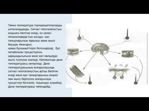 Видео: ІІ - тоқсан, Биология, 11 сынып, Температура көмірқышқыл газы  глюкозаның реттелуі мысалында кері б