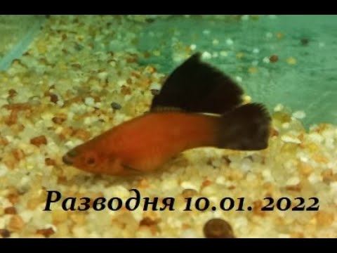 Видео: Разводня 10.01.2022  гуппи, меченосцы, велиферы и коты)