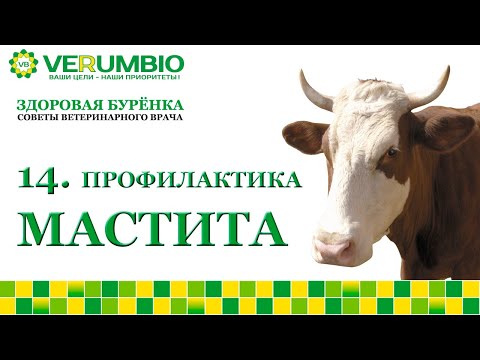 Видео: Профилактика мастита