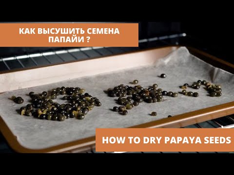 Видео: Папайя. Вкусные фрукты. Как правильно их есть. Как высушить семена папайи.