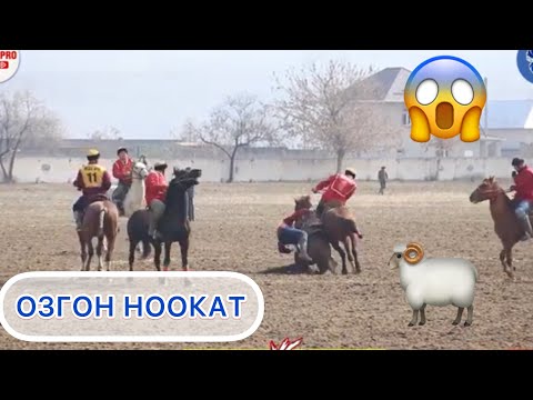 Видео: ОЗГОН ЖАЗЫ vs НООКАТ