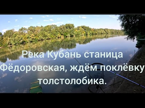 Видео: Река Кубань станица Фёдоровская ждём поклёвку толстолобика.