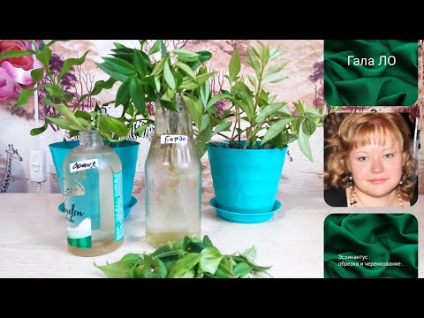 Видео: Эсхинантус ( Жар - птица 🔥☀) : обрезка и черенкование.